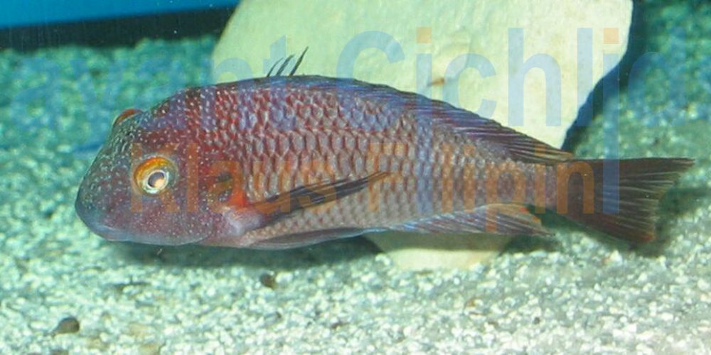 Tropheus moorii Lufubu