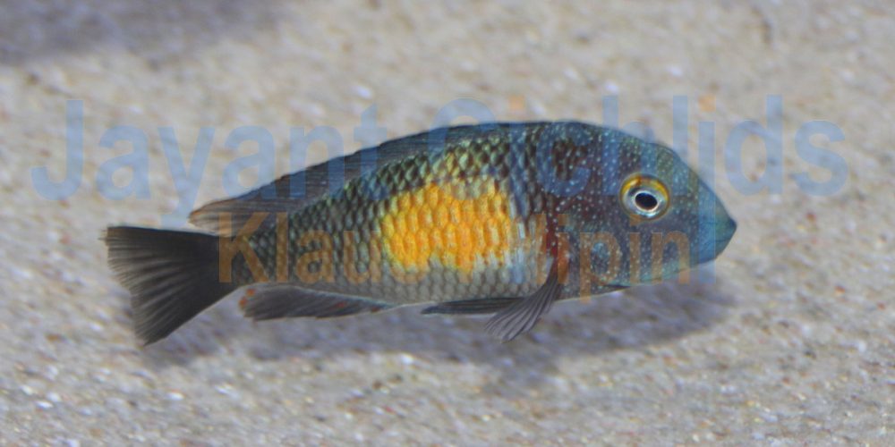 Tropheus moorii Mpulungu