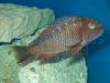 Tropheus moorii Muzi blue blaze