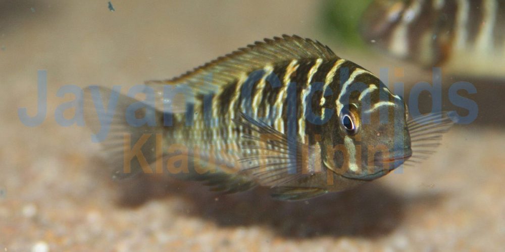 Tropheus moorii Nkonde