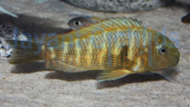 Tropheus moorii Samanzi