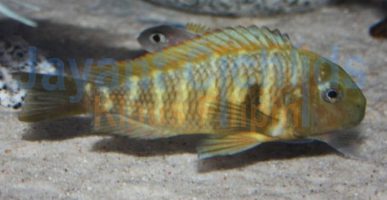 Tropheus moorii Samanzi