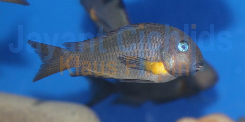 Tropheus moorii Segunga