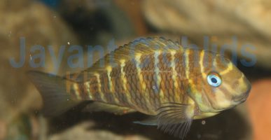 Tropheus moorii Lyamembe