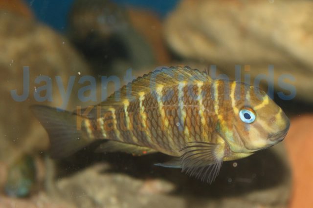 Tropheus moorii Lyamembe