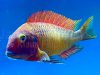 Tropheus moorii red rainbow