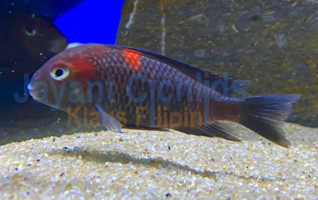 Tropheus sp. &#8218;Caramba red&#8216;