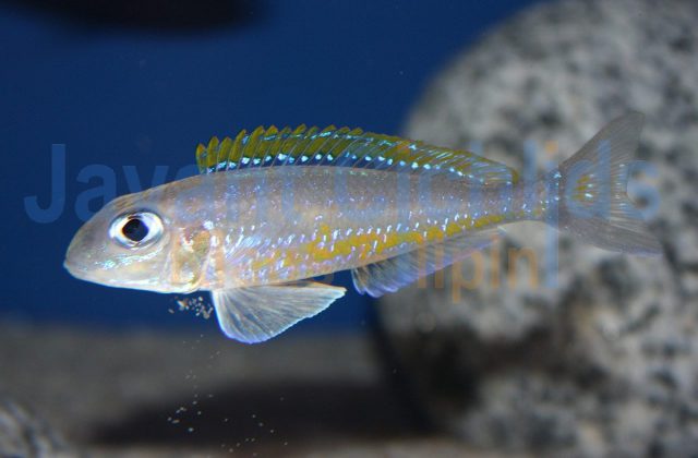 Xenotilapia bathyphilus Isanga