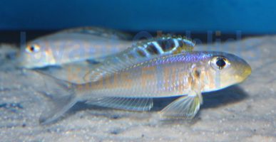 Xenotilapia bathyphilus Kekese