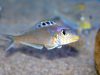 Xenotilapia bathyphilus Tembwe Nyanza Blue Princess