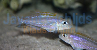 Xenotilapia flavipinnis Bulombora