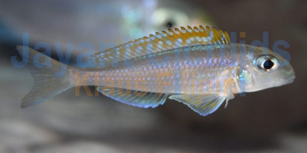 Xenotilapia flavipinnis Gombe