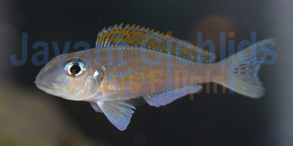 Xenotilapia flavipinnis Lepeli