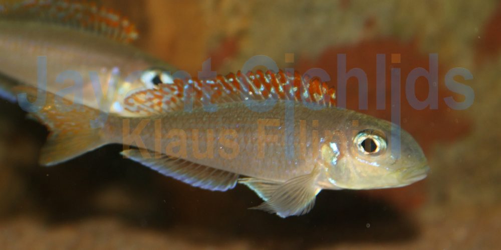 Xenotilapia flavipinnis Lyamembe