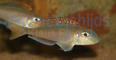 Xenotilapia flavipinnis Lyamembe