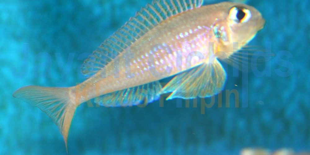 Xenotilapia flavipinnis Milingu