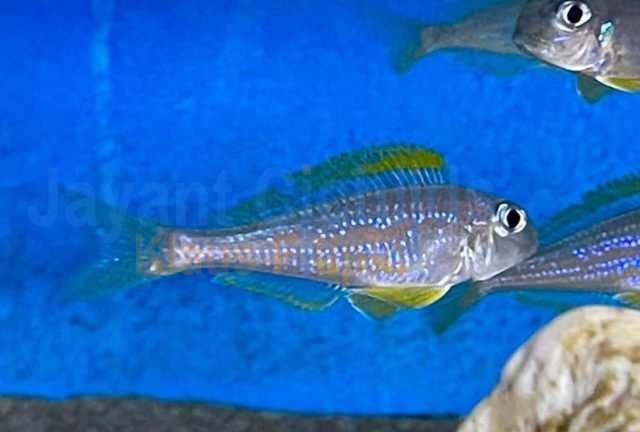 Xenotilapia flavipinnis crocodile island