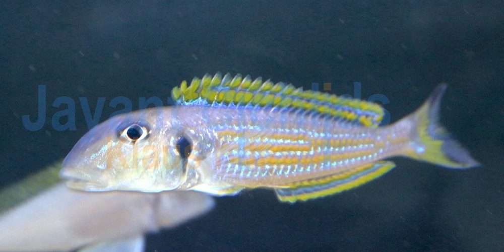 Xenotilapia ochrogenys Kavalla