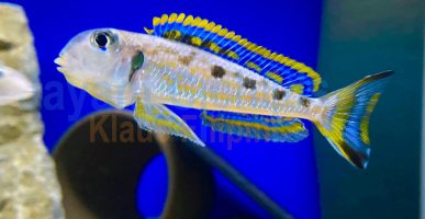 Xenotilapia ochrogenys Kalya