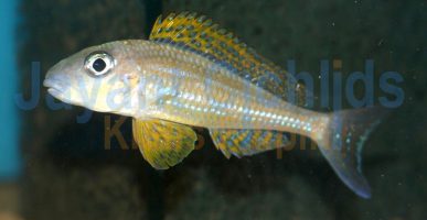 Xenotilapia papilio Cap Kasenga