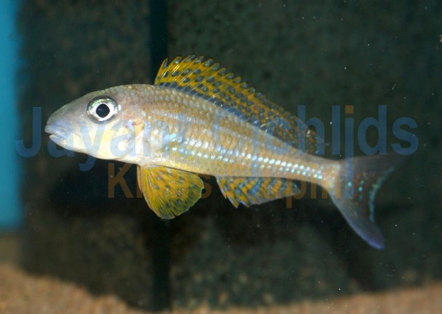 Xenotilapia papilio Cap Kasenga