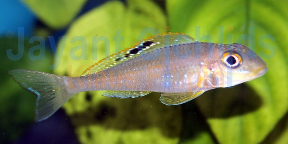 Xenotilapia papilio Katalamba