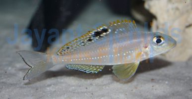 Xenotilapia papilio Mpimbwe