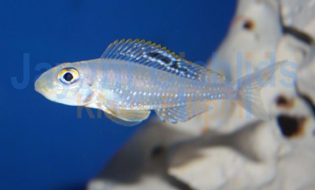 Xenotilapia papilio Msalaba