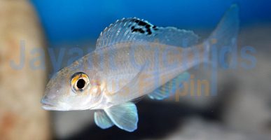 Xenotilapia spilopterus Chituta