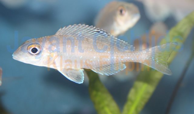 Xenotilapia spilopterus Kisambala