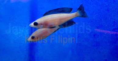 Cyprichromis leptosoma speckleback black line Moba