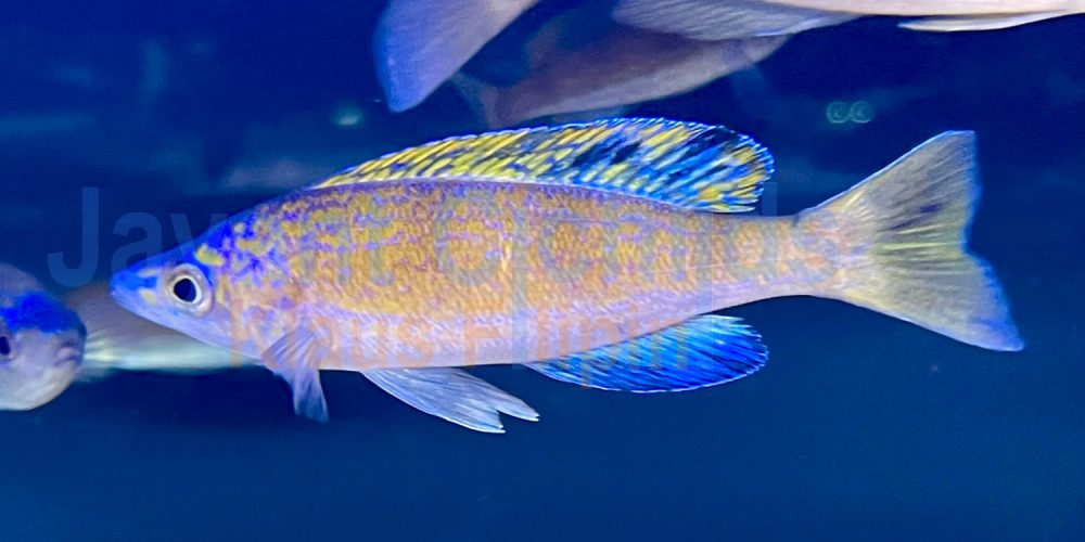 Cyprichromis microlepidotus Kiriza