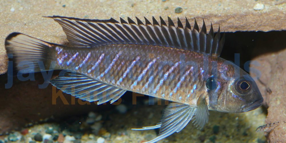 Triglachromis otostigma