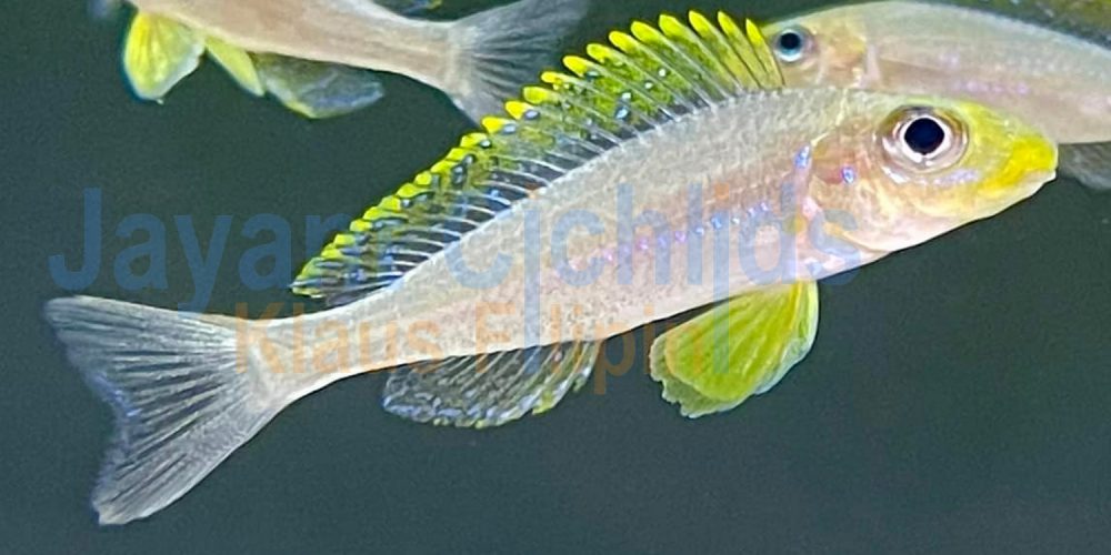 Xenotilapia papilio Chituta