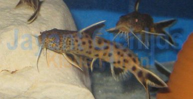 Synodontis petricola