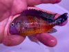 Tropheus moorii Bulu Point OB WF