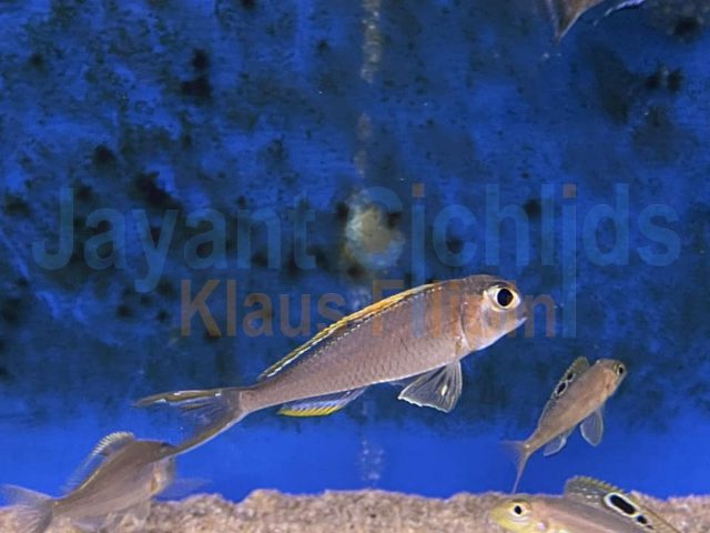 Xenotilapia nigrolabiata &#8218;red princess&#8216;