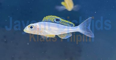 Xenotilapia papilio Kekese