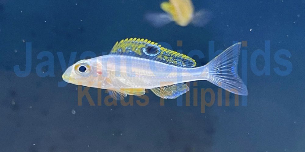 Xenotilapia papilio Kekese