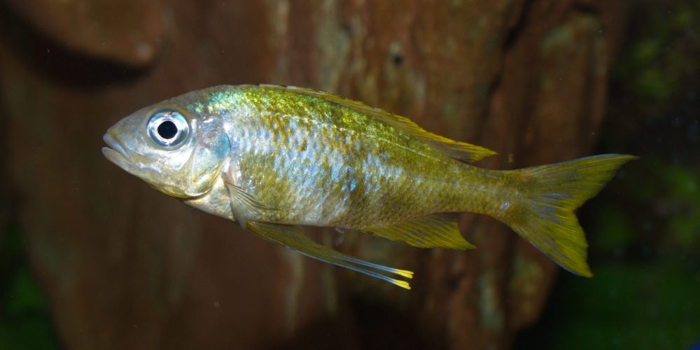 Neu eingetroffen: Ophthalmotilapia sp. yellow Mikongola