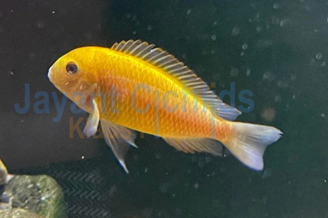 Tropheus moorii golden Ikola