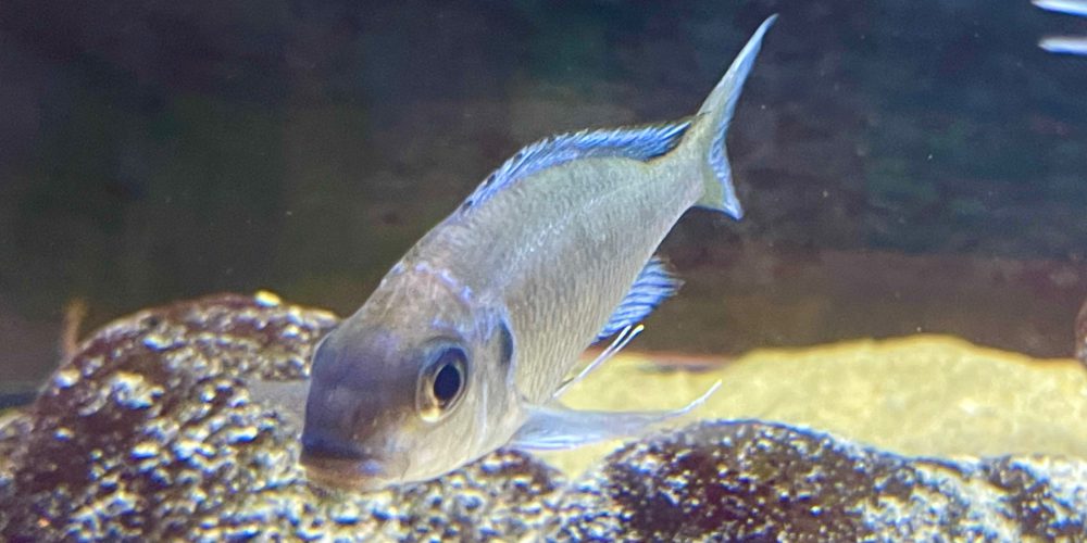 Opthalmotilapia Nasuta  Nyanza  lac wf