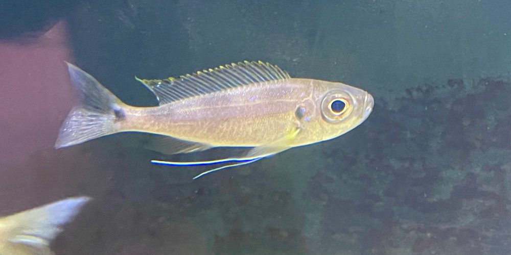 Haplotaxodon Microlepis  Magara  wf