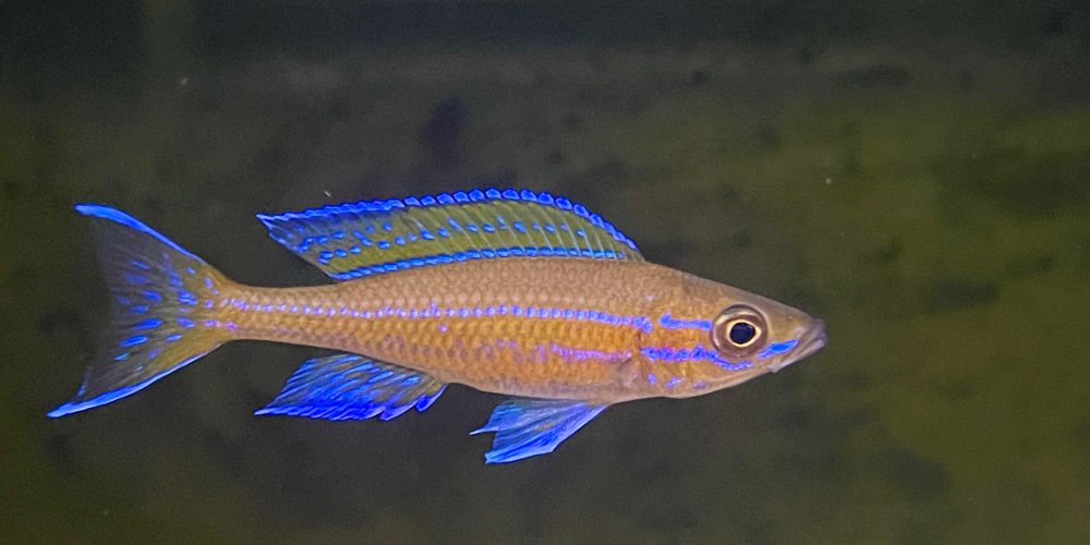 Paracyprichromis  chituta  bay