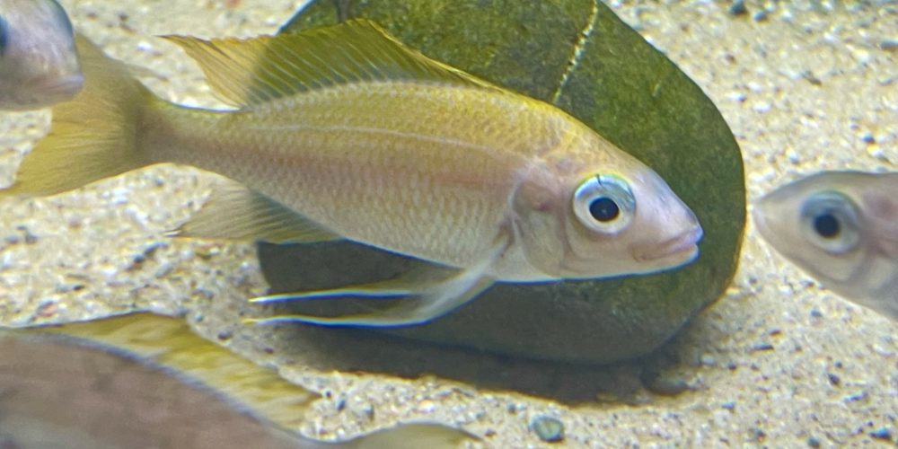 Opthalmotilapia Ventralis Malasa Island