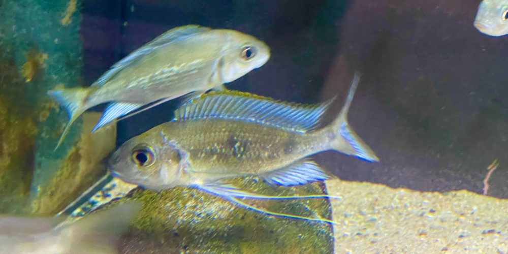 Opthalmotilapia Nasuta Nyanza lac WF