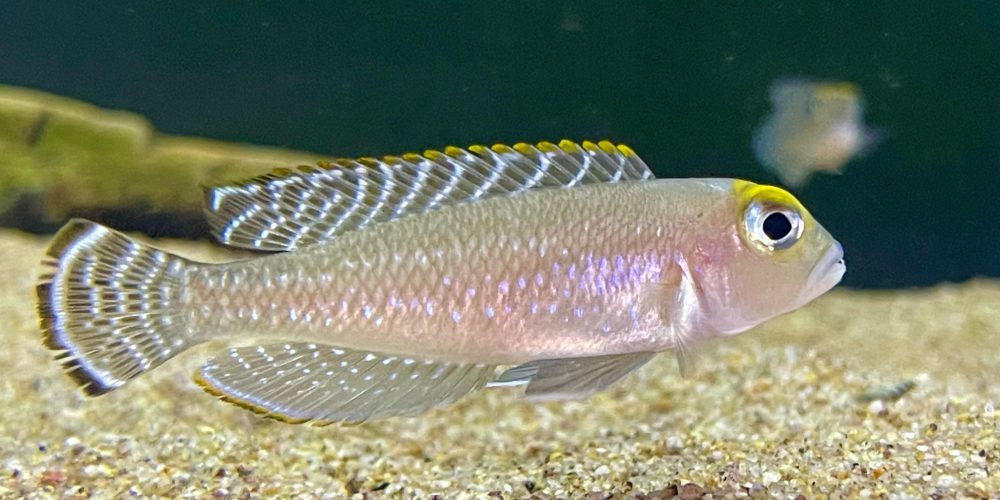 Lamprologus ornatipinis Burton  bay