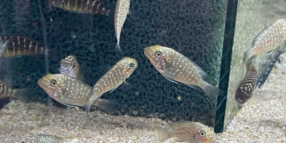 Petrochromis Trewavase