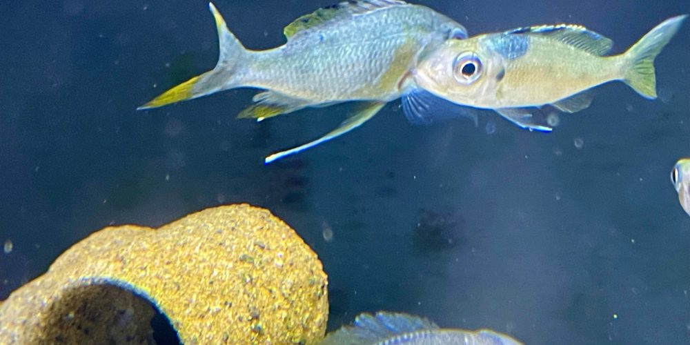 Opthalmotilapia Ventralis Kalubamba  ob