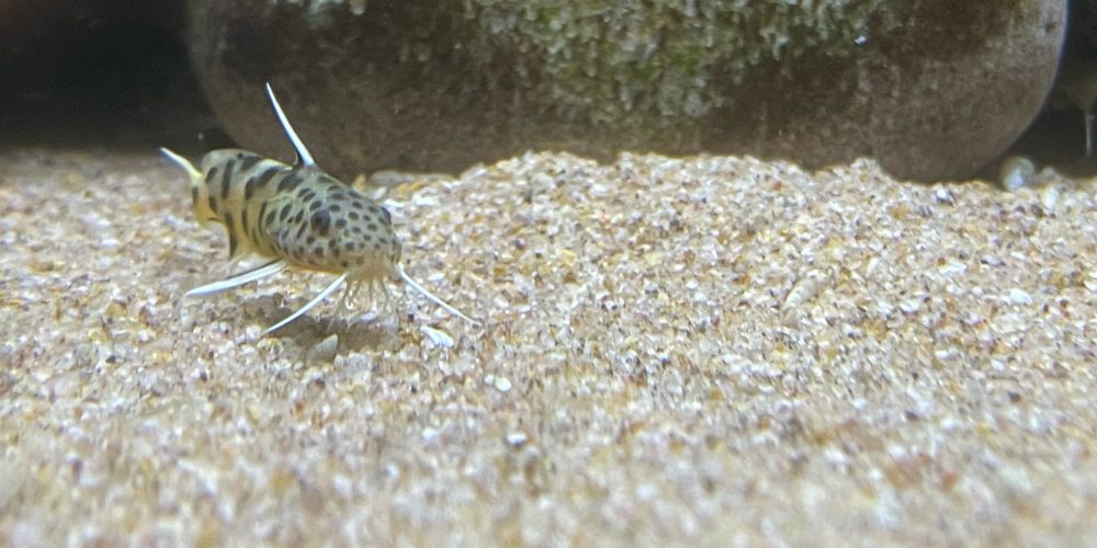 Synodontis lucipinnis